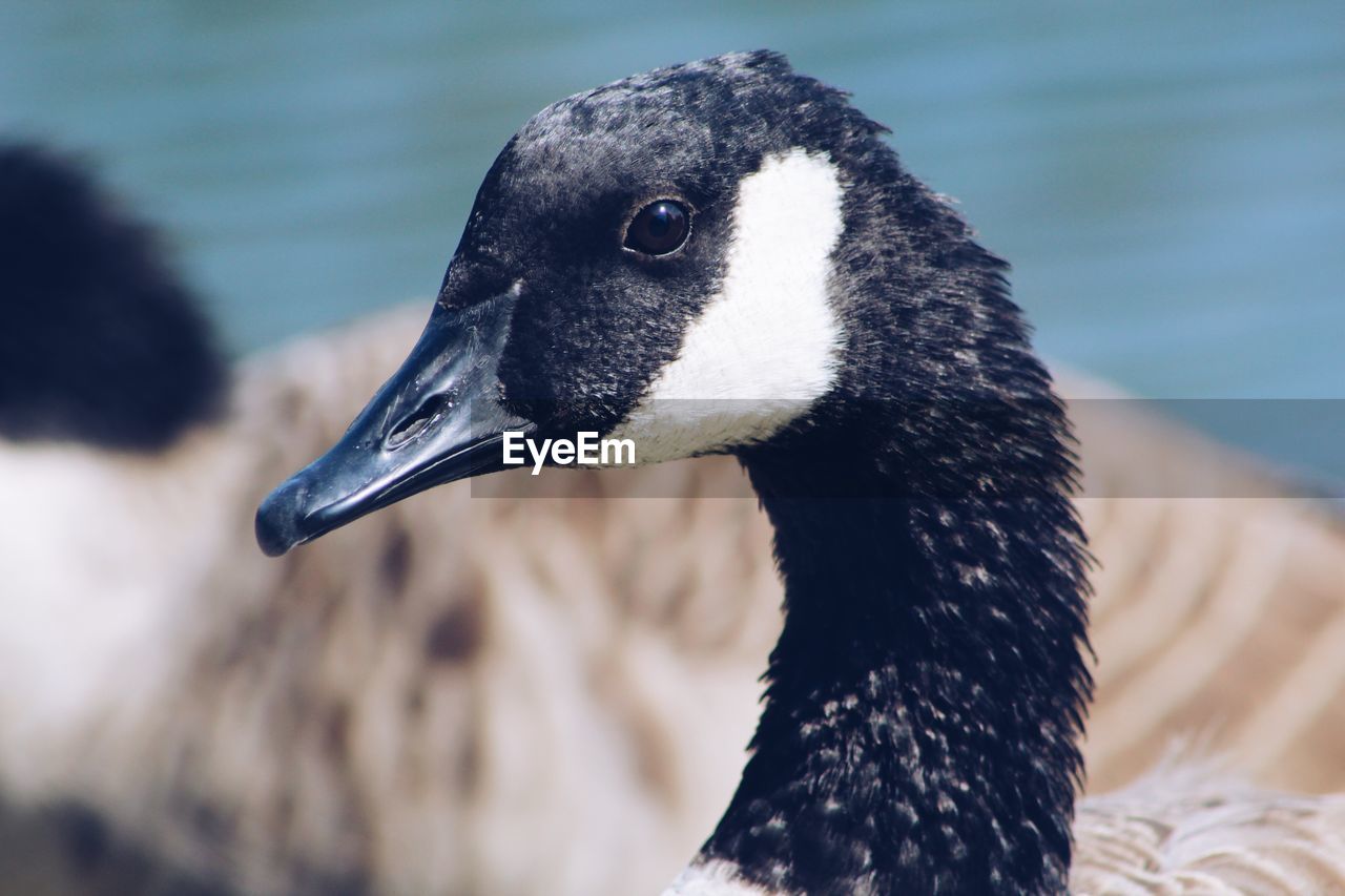 Close-up of canada geese