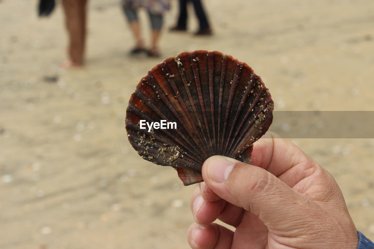 Close-up of hand holding seashell at beach