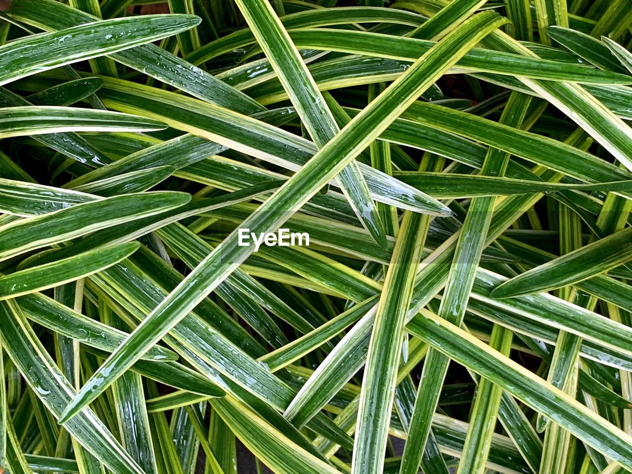 Full frame shot of wet plants on field