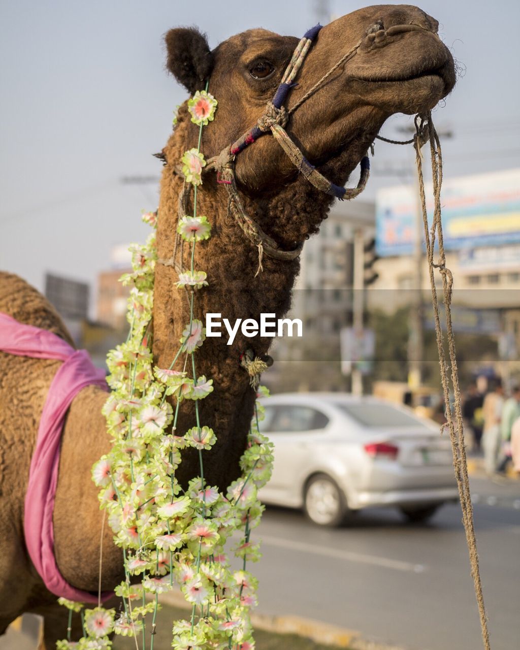 Camel with garlands by road in city