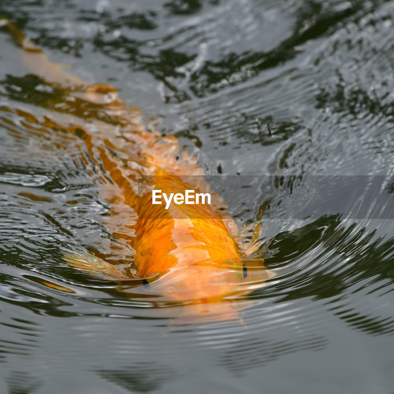 High angle view of fish swimming in lake