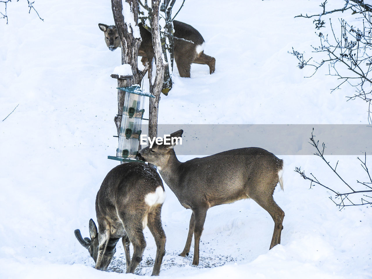 Deer standing on snowy field during winter