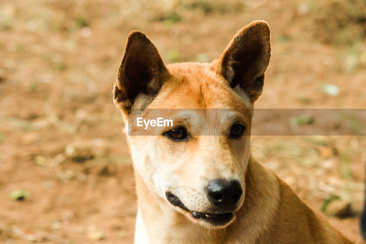 animal, animal themes, one animal, mammal, dog, pet, dingo, portrait, canine, domestic animals, animal body part, looking at camera, no people, carnivore, close-up, focus on foreground, nature, animal head, animal wildlife, outdoors, day, german shepherd