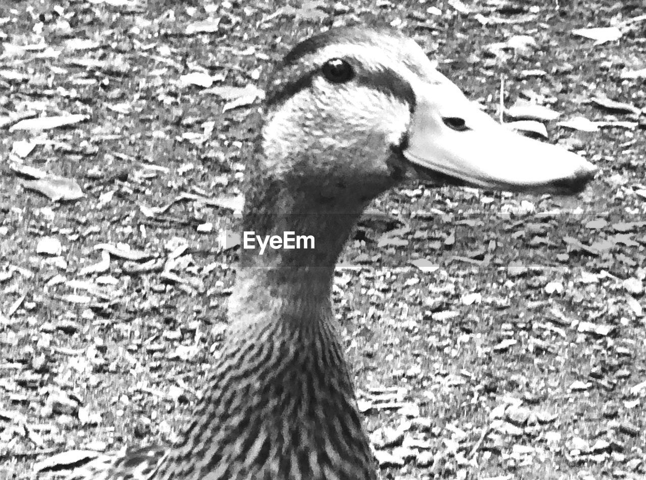 CLOSE-UP OF A DUCK