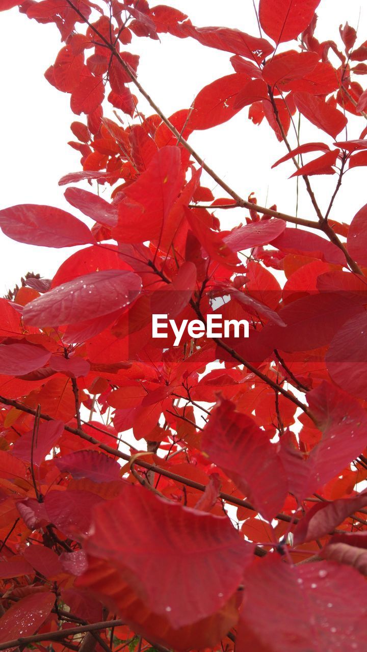 CLOSE-UP OF RED LEAVES ON TREE