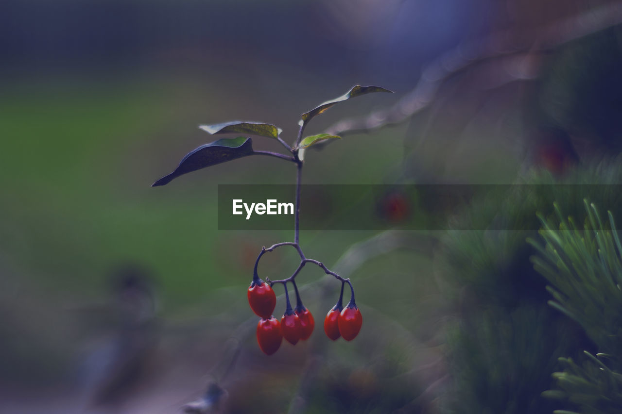 CLOSE-UP OF RED BERRIES