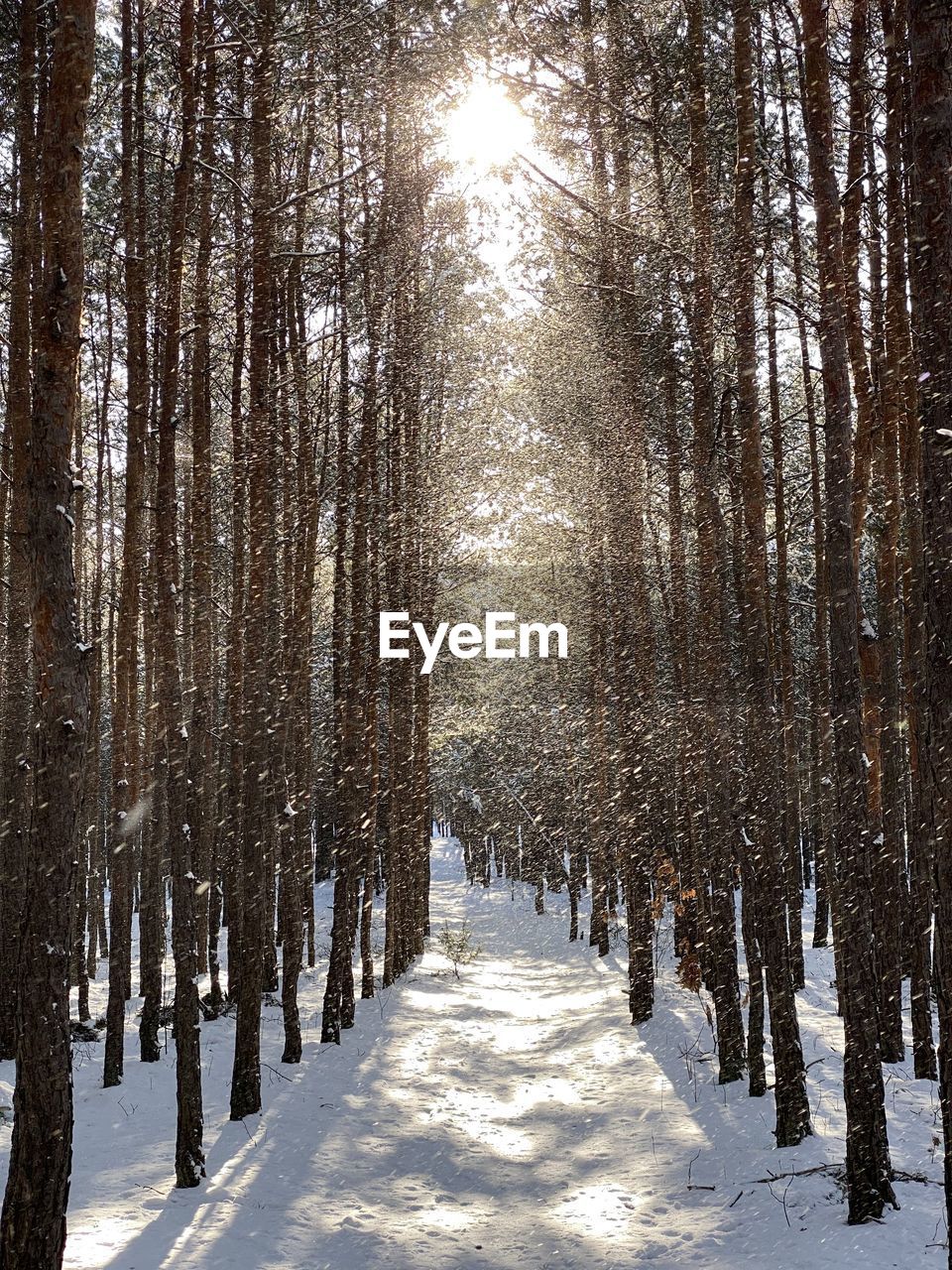 Snow covered land amidst trees in forest