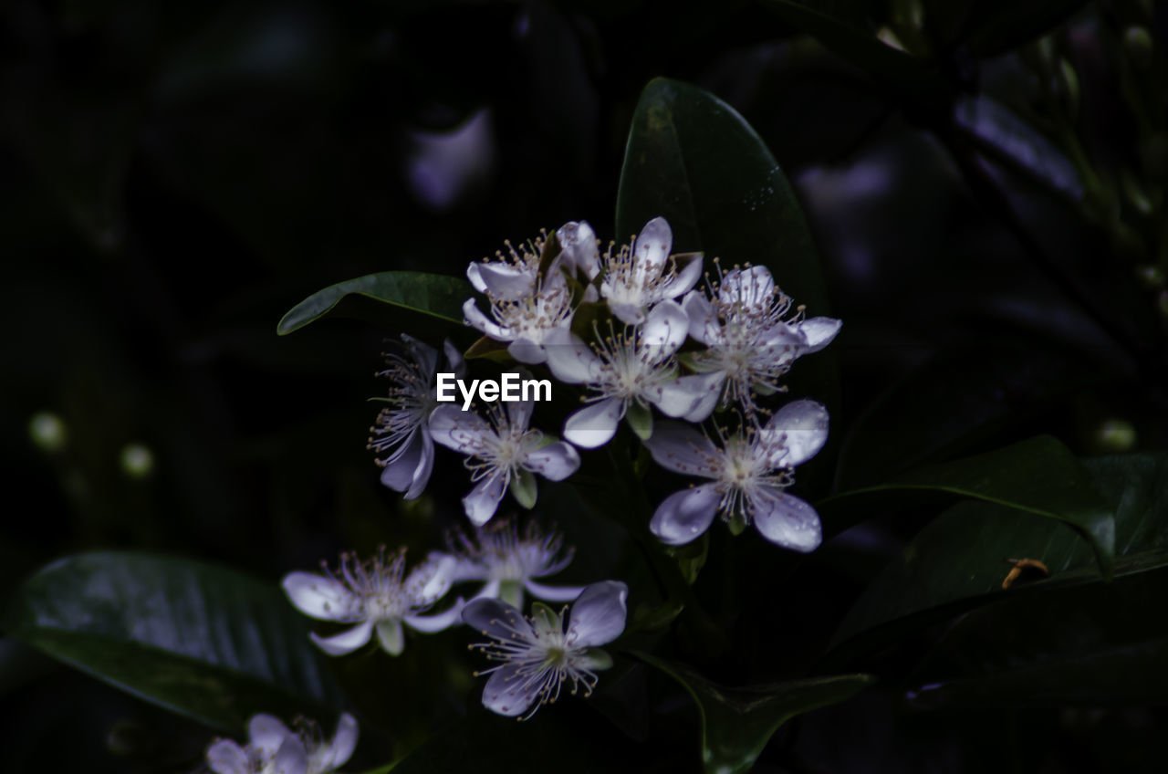 flower, plant, flowering plant, beauty in nature, nature, close-up, plant part, leaf, freshness, growth, macro photography, botany, no people, night, fragility, petal, animal wildlife, outdoors, blossom, flower head, focus on foreground, inflorescence, botanical garden