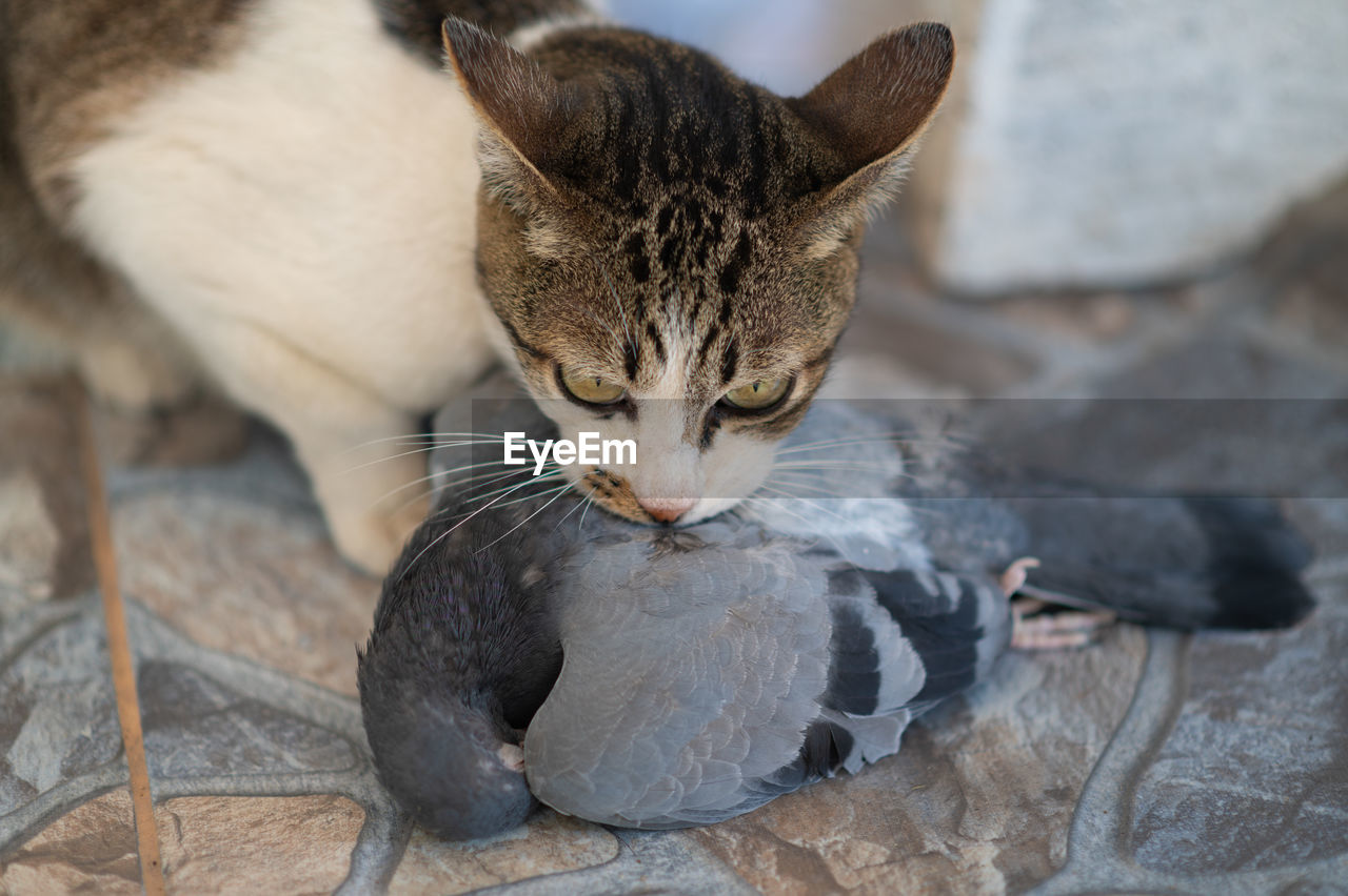 CLOSE-UP OF A CAT DRINKING WATER FROM ROCK