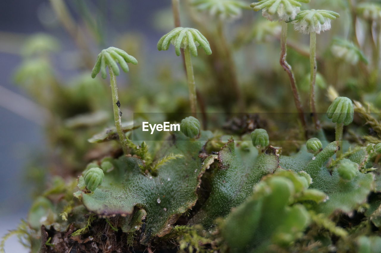 Close-up of flowering plant