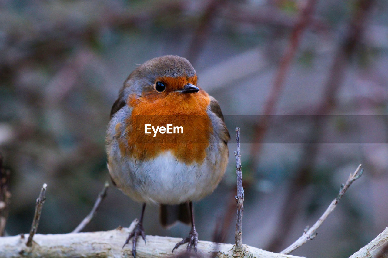 Robin perched on a branch