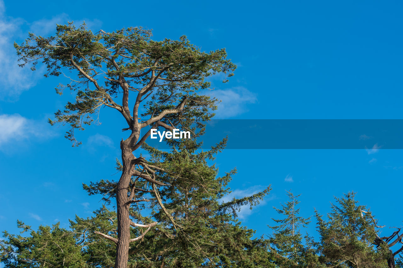 Landscape of tall tree against blue sky at west beach in deception pass state park in washington