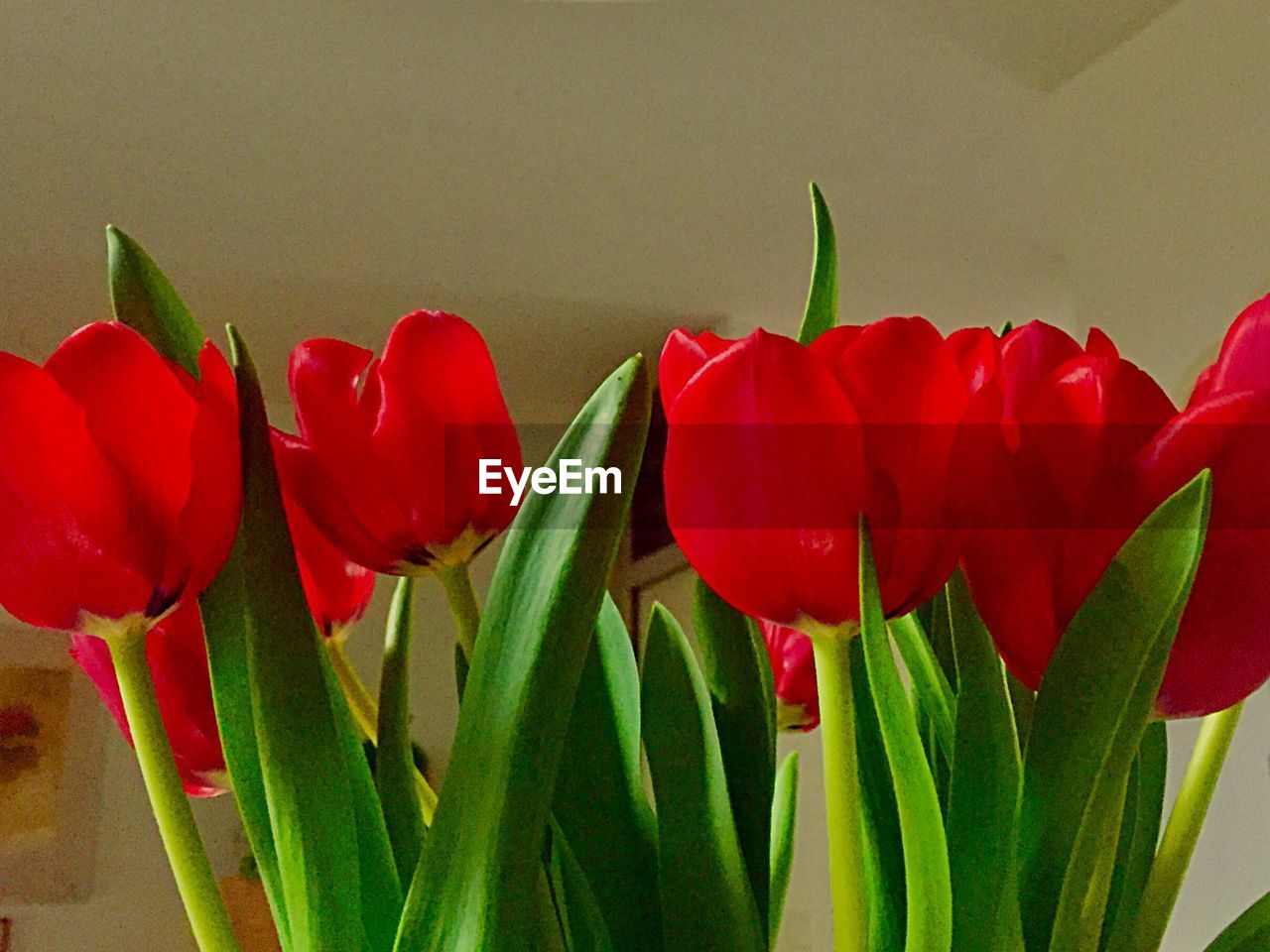 CLOSE-UP OF TULIPS BLOOMING OUTDOORS