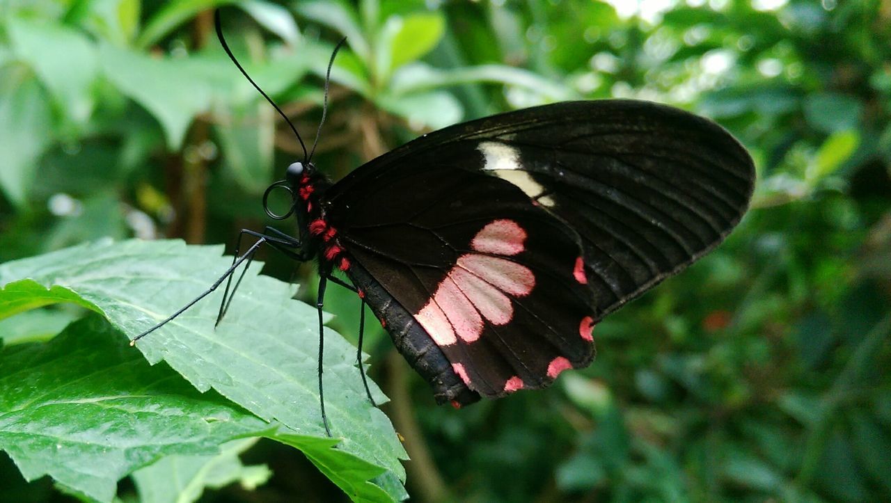 Butterfly perching on leaf