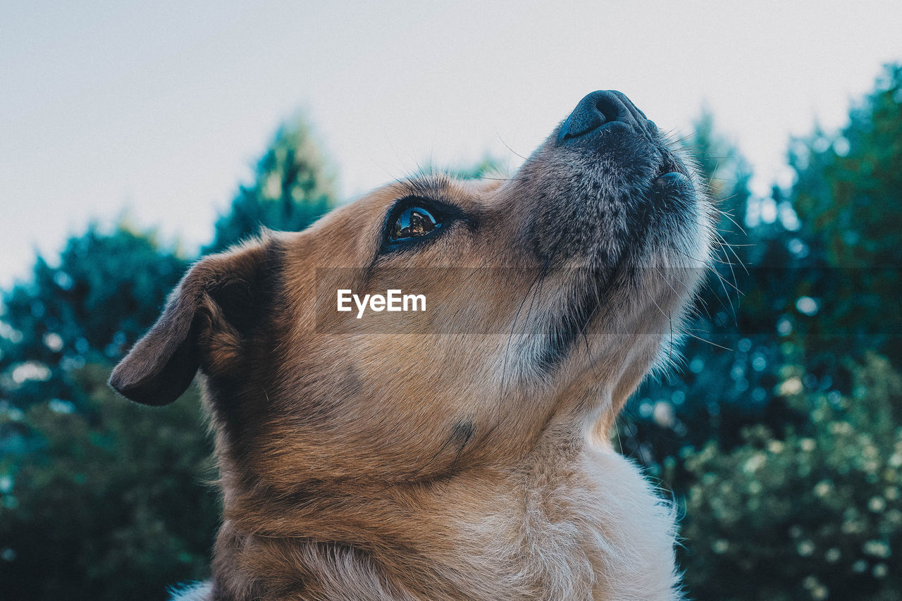 Close-up of dog against sky