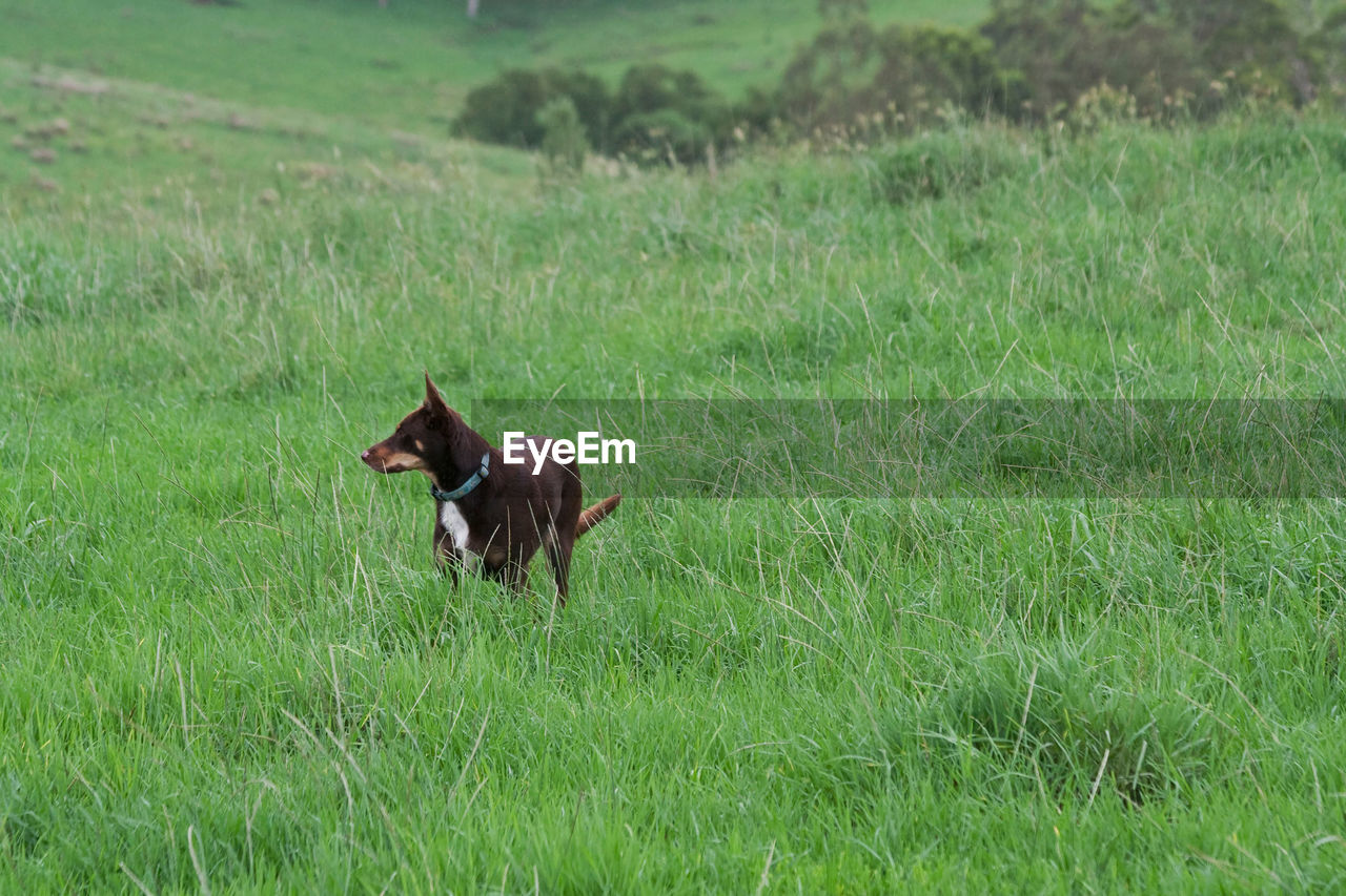 HORSE STANDING ON FIELD