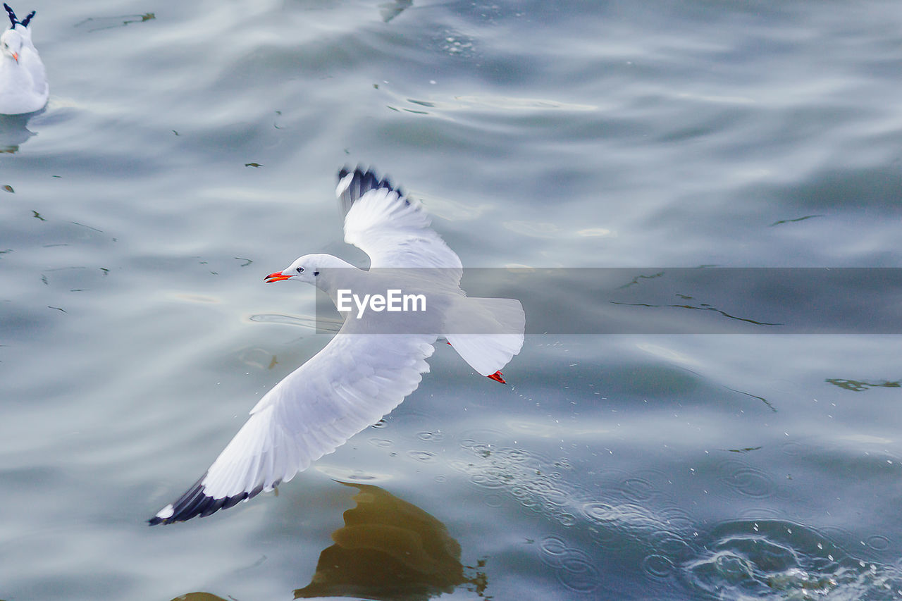 HIGH ANGLE VIEW OF SEAGULL FLYING OVER LAKE