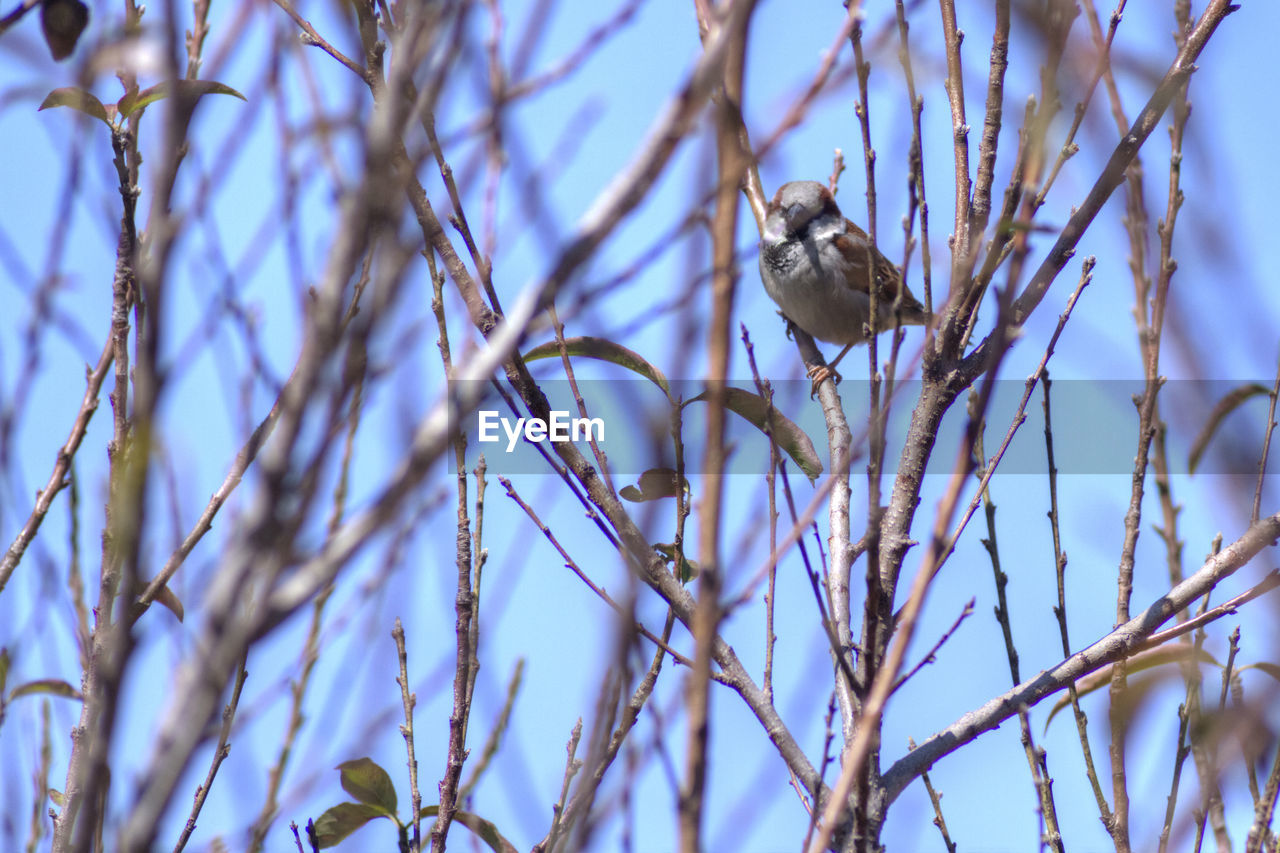 LOW ANGLE VIEW OF BIRDS PERCHING ON BRANCH