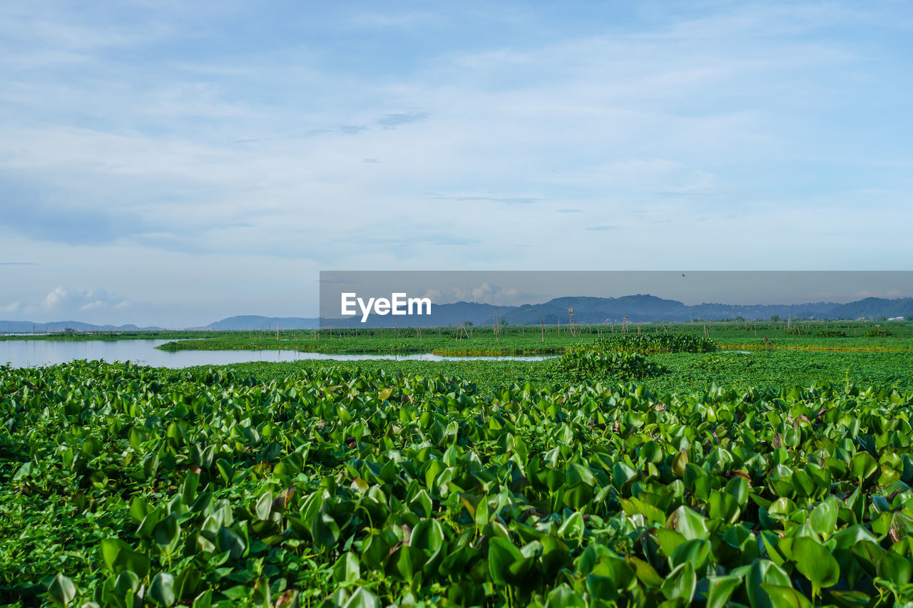 agriculture, land, plant, field, sky, growth, landscape, nature, green, beauty in nature, crop, environment, cloud, rural scene, scenics - nature, rural area, plantation, grassland, tranquility, no people, grass, food, day, tranquil scene, plain, farm, meadow, food and drink, vegetable, freshness, flower, outdoors, corn, horizon, soil, cereal plant, paddy field
