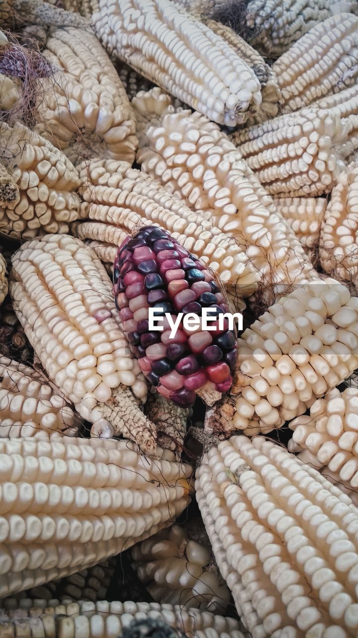 High angle view of maize