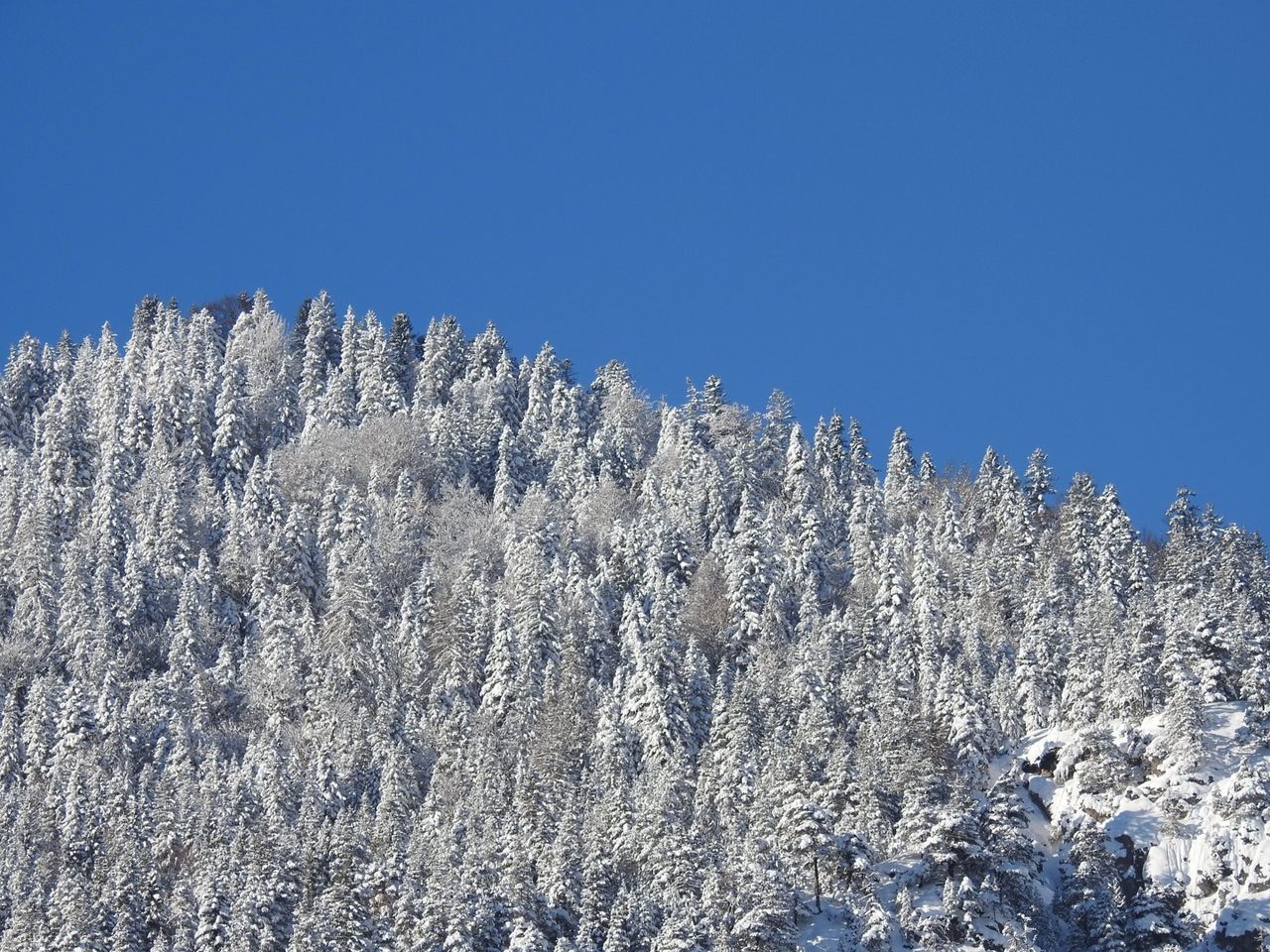 Low angle view of trees against clear sky