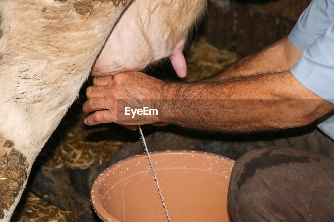 High angle view of man with hands milking a cow