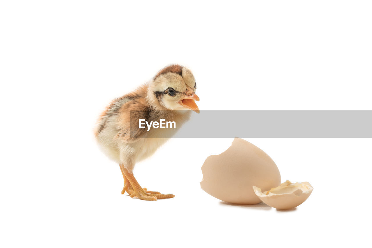 animal, animal themes, bird, cut out, white background, one animal, studio shot, chicken, domestic animals, pet, baby chicken, mammal, cute, livestock, animal wildlife, young bird, young animal, no people, brown, indoors, full length, white, egg, duck, copy space