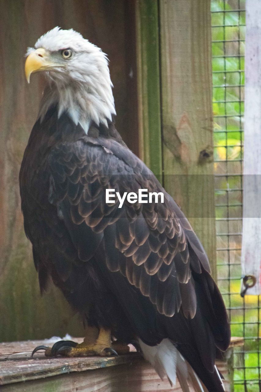 CLOSE-UP OF EAGLE PERCHING ON TREE