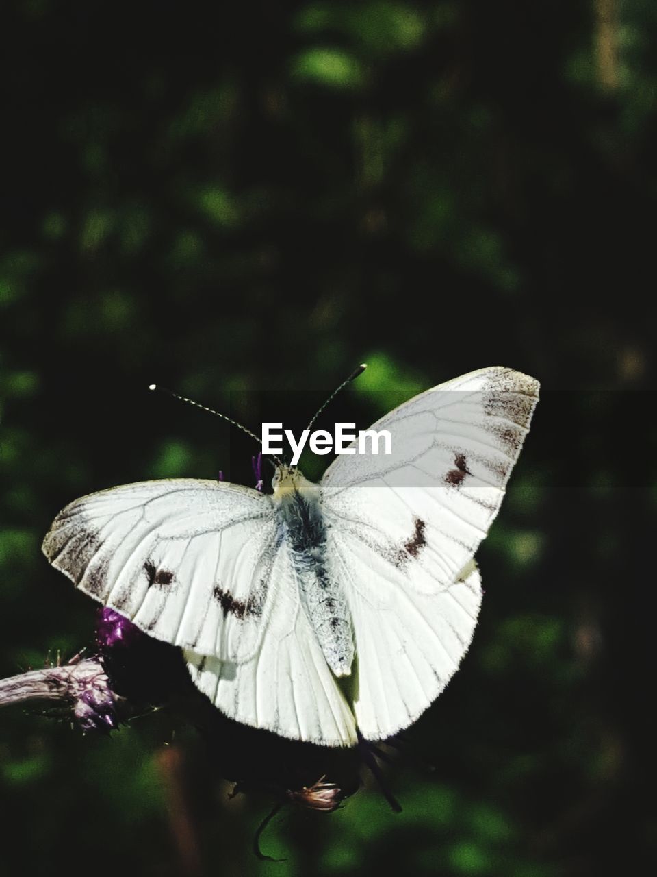 Close-up of butterfly perching on flower