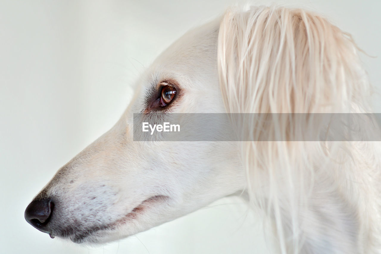 dog, one animal, pet, animal, animal themes, canine, mammal, domestic animals, white, animal body part, portrait, looking, nose, animal head, animal hair, close-up, retriever, indoors, side view, studio shot, profile view, looking away, headshot, cute, hound, white background, eye