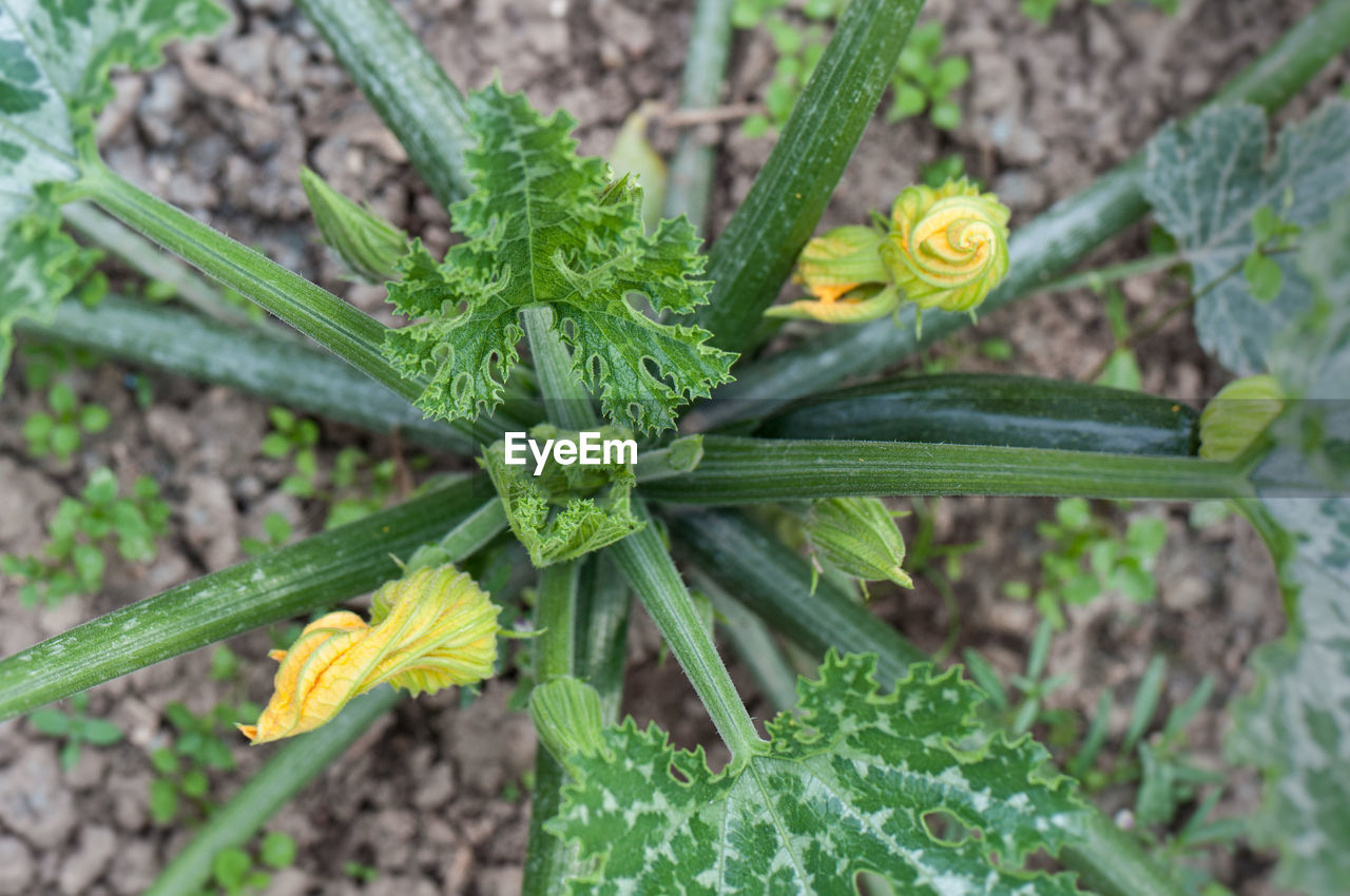 Directly above shot of zucchini plant growing on field