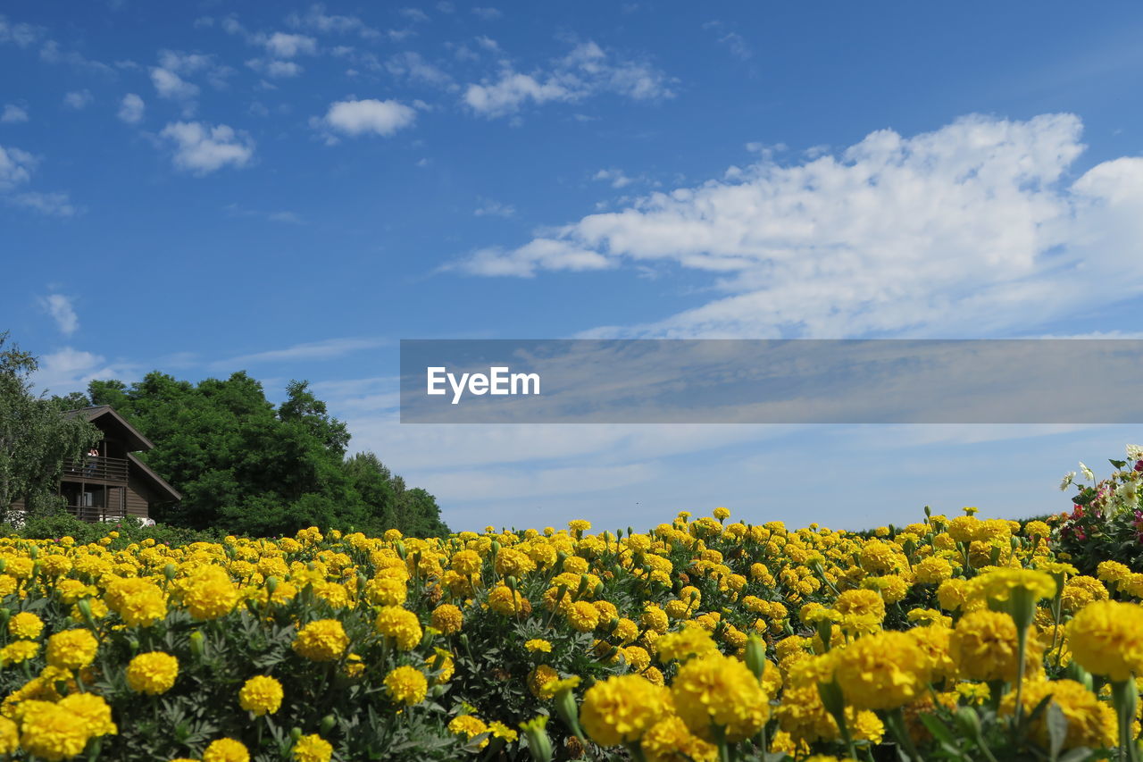 Yellow flowering plants on field against sky