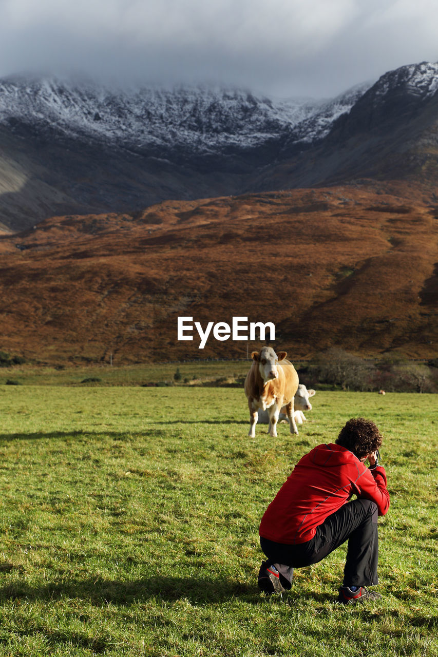 Rear view of man photographing cow on field against mountain