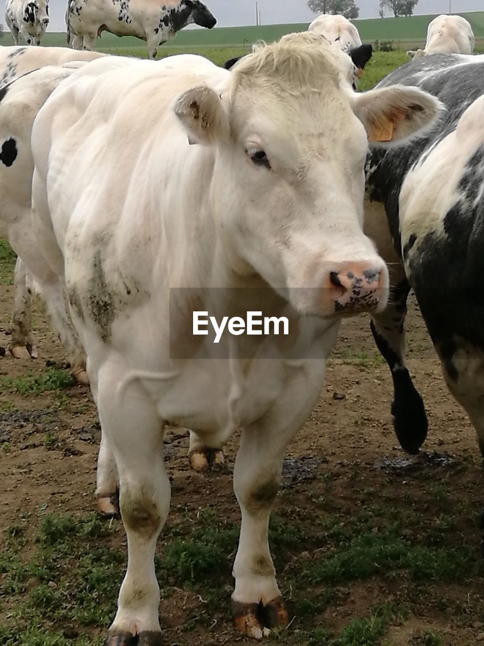 COWS STANDING ON FIELD