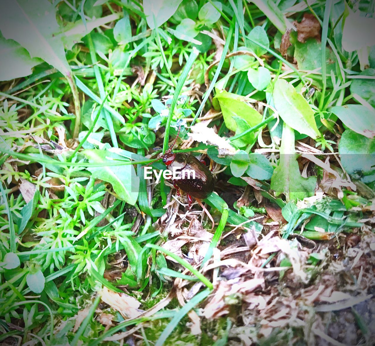 HIGH ANGLE VIEW OF CATERPILLAR ON PLANT