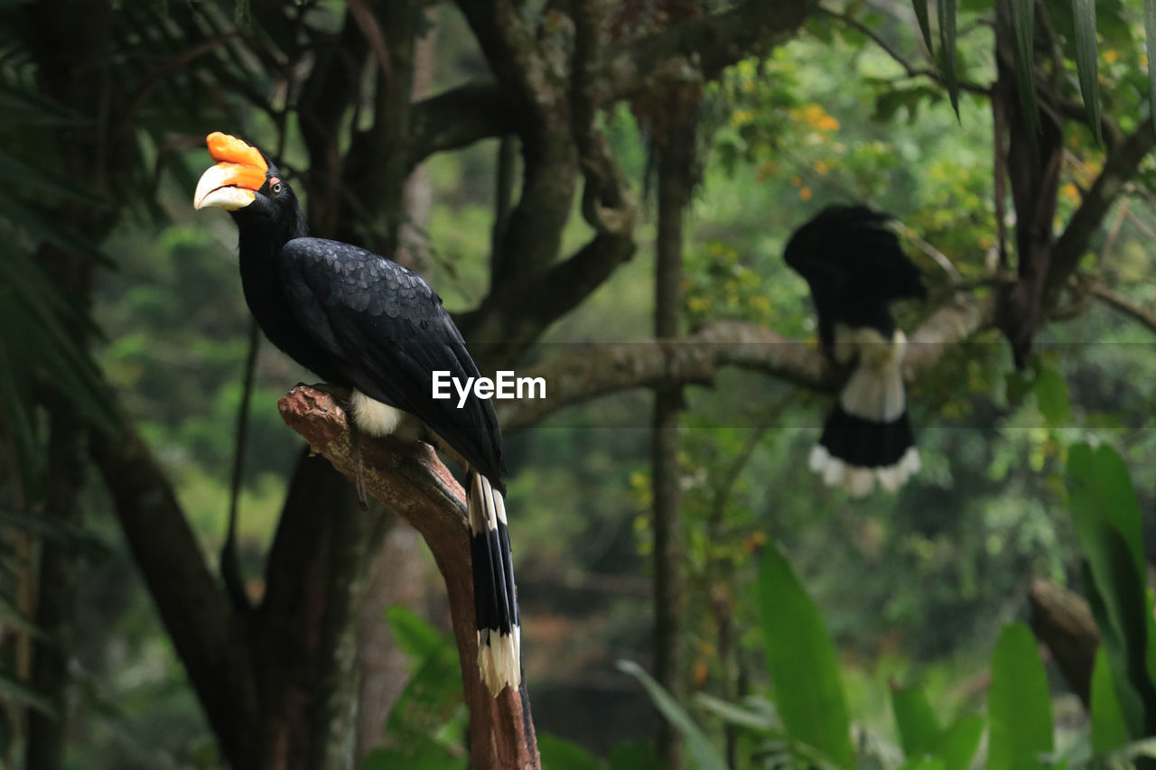 Bird hornbill on a tree