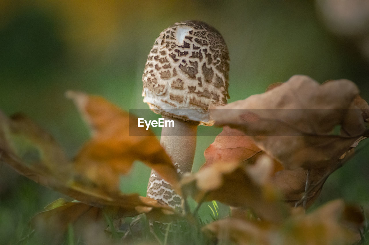 plant, nature, fungus, mushroom, macro photography, growth, close-up, food, vegetable, selective focus, autumn, flower, leaf, beauty in nature, forest, plant part, land, tree, no people, outdoors, day, fragility, food and drink, edible mushroom, freshness