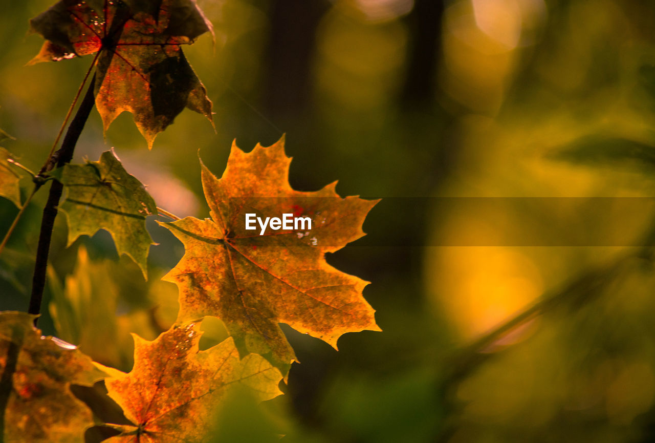 CLOSE-UP OF MAPLE LEAVES ON PLANT