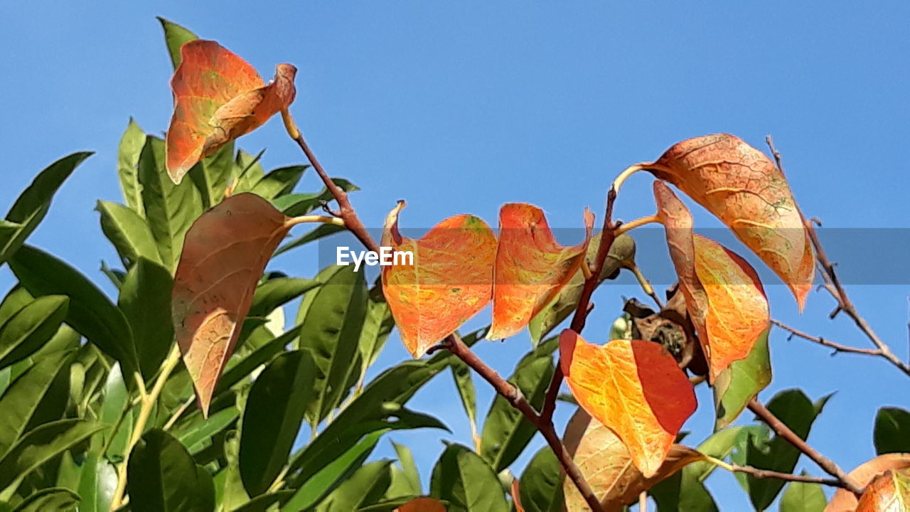 LOW ANGLE VIEW OF ORANGE PLANT AGAINST SKY