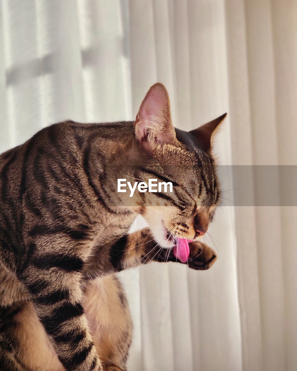 CLOSE-UP OF A CAT WITH EYES