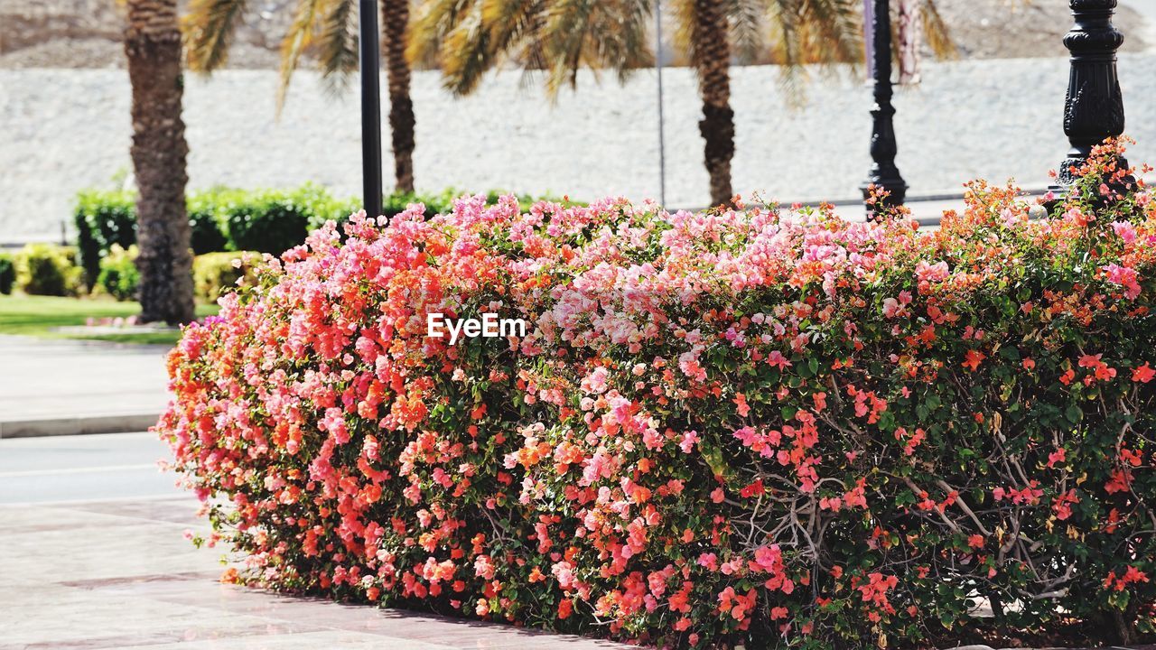 Pink flowering plants in park