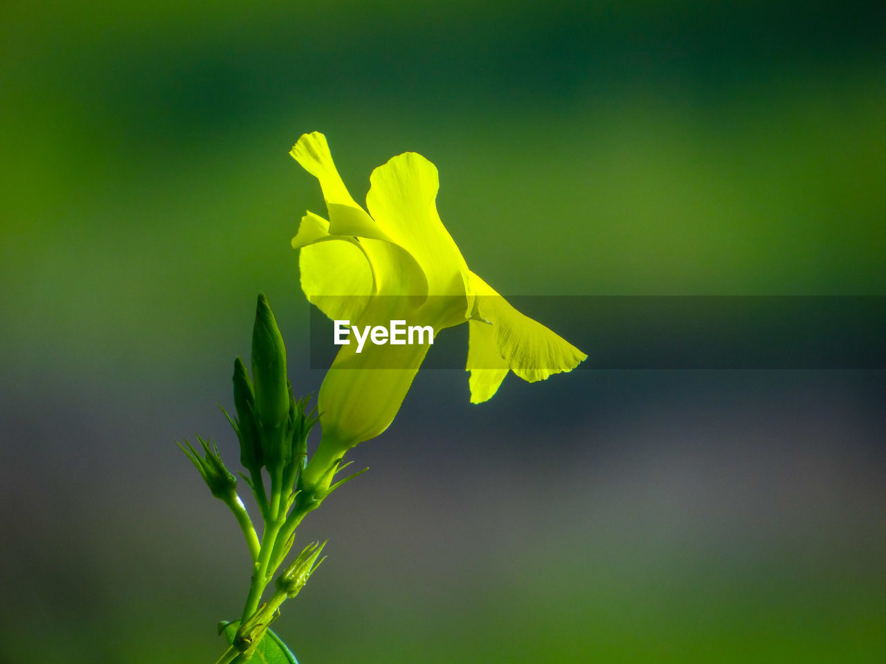 Close-up of yellow flowering plant