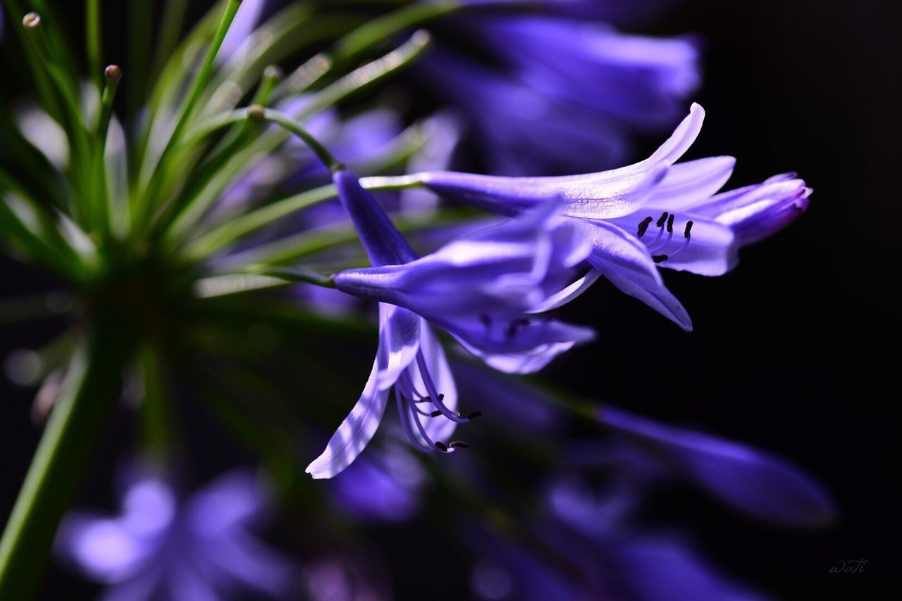 Close-up of purple african lilies blooming at park