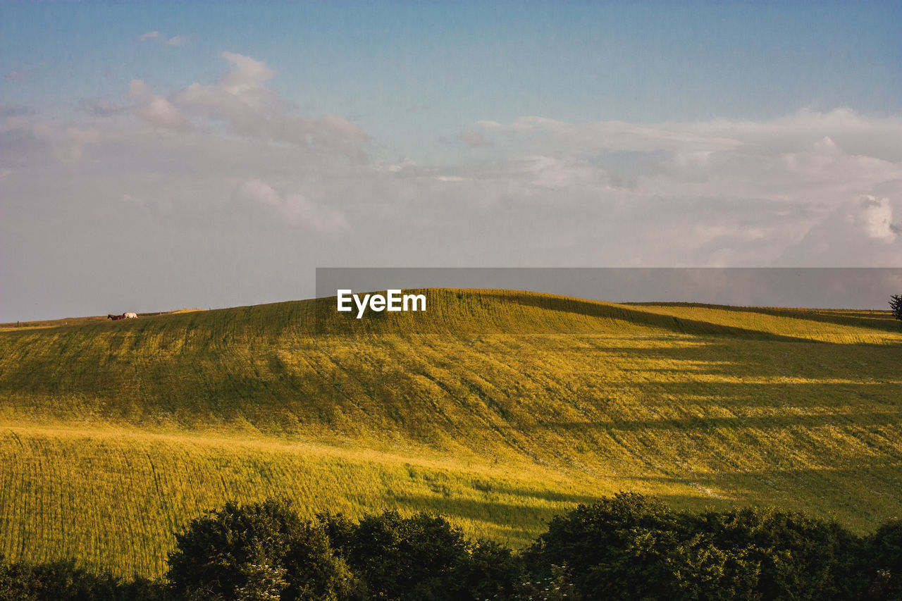 SCENIC VIEW OF AGRICULTURAL LANDSCAPE AGAINST SKY