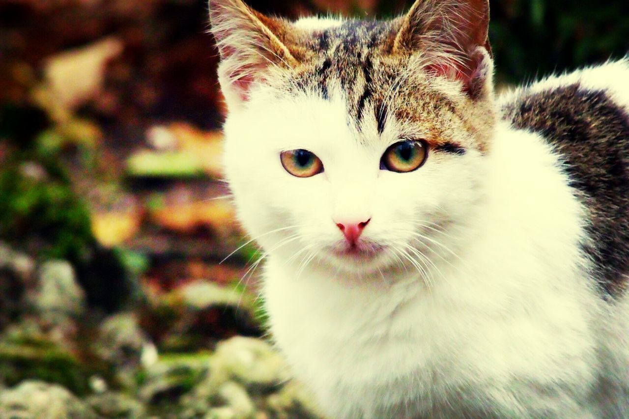 Portrait of alert cat outdoors