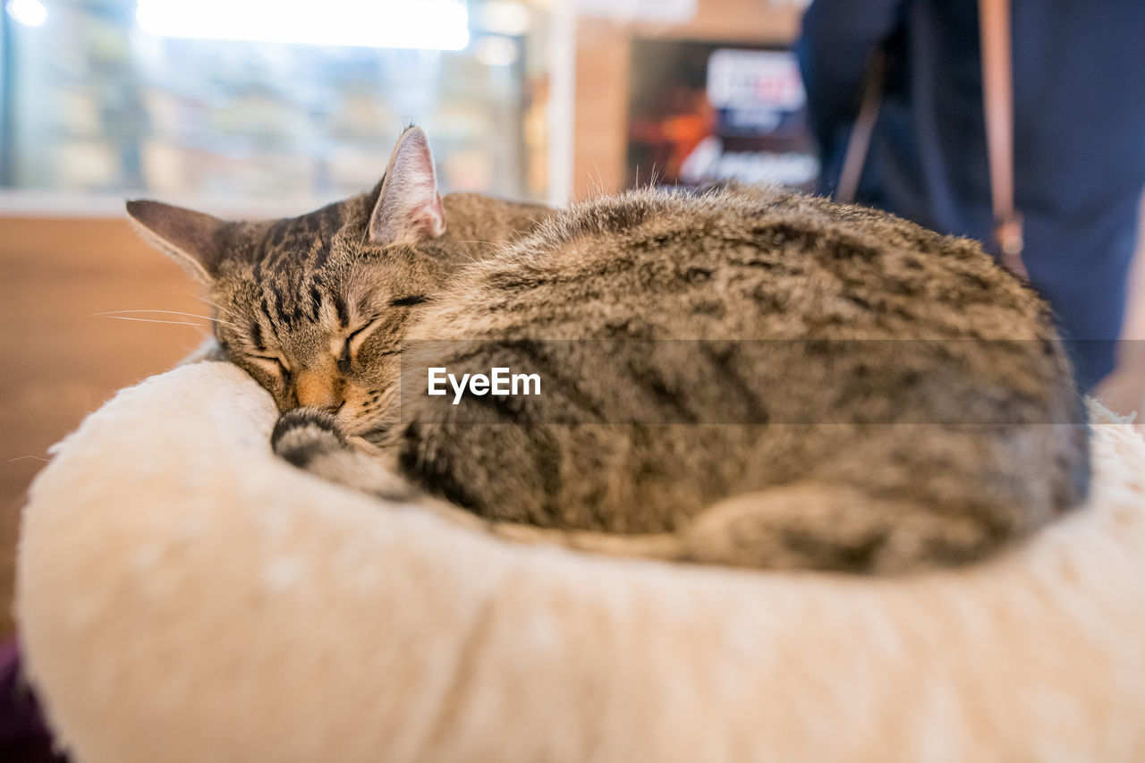 pet, mammal, animal, cat, animal themes, domestic animals, domestic cat, one animal, feline, whiskers, relaxation, indoors, small to medium-sized cats, sleeping, lying down, selective focus, felidae, close-up, eyes closed, nose, resting