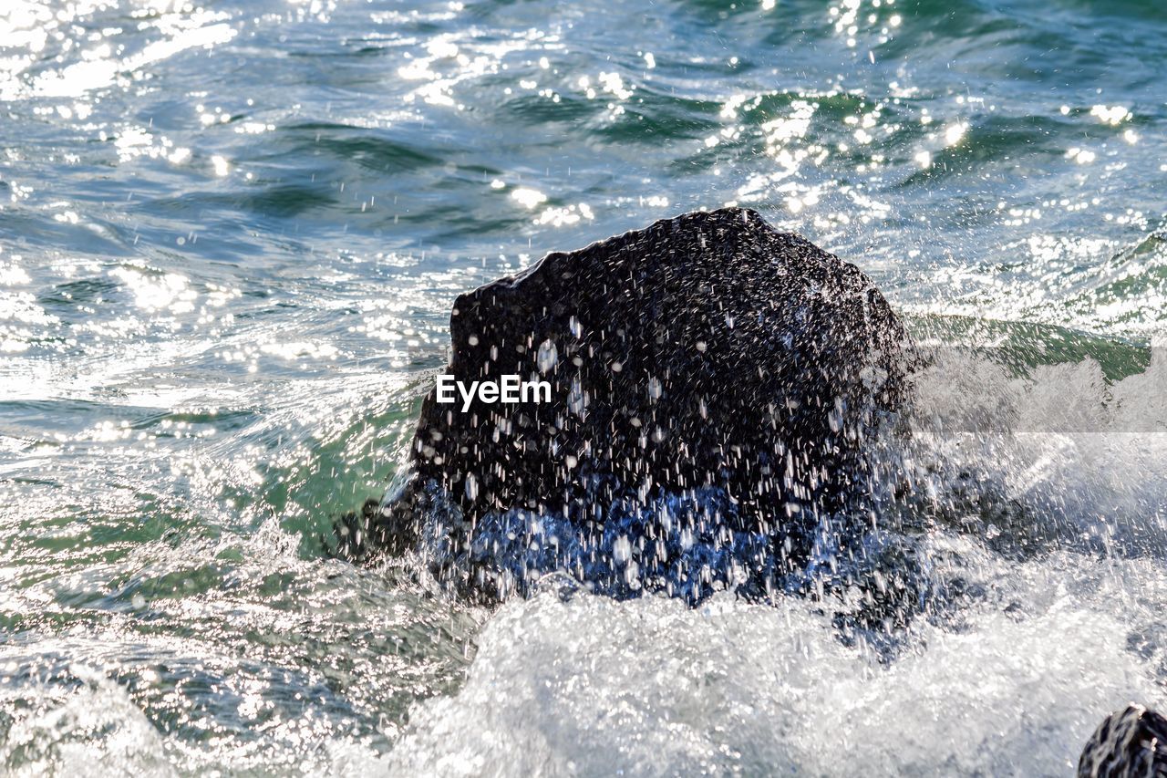 HIGH ANGLE VIEW OF TURTLE IN SEA