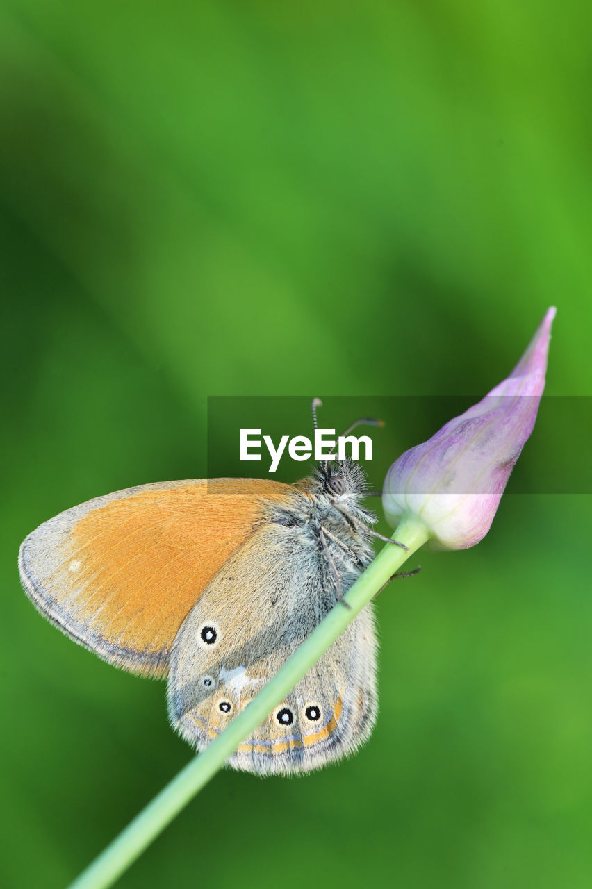 CLOSE-UP OF BUTTERFLY POLLINATING ON FLOWER