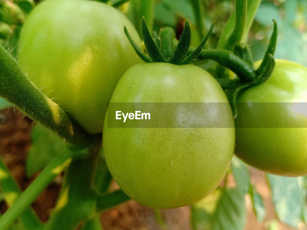 CLOSE-UP OF FRESH GREEN FRUIT
