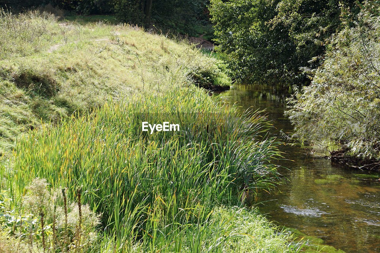 CLOSE-UP OF GRASS BY WATER